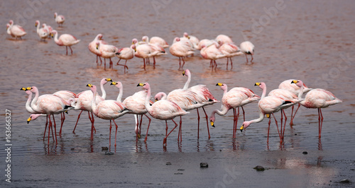 Group of James Flamingos (Phoenicoparrus jamesi) at Laguna Colorada (Bolivia) photo