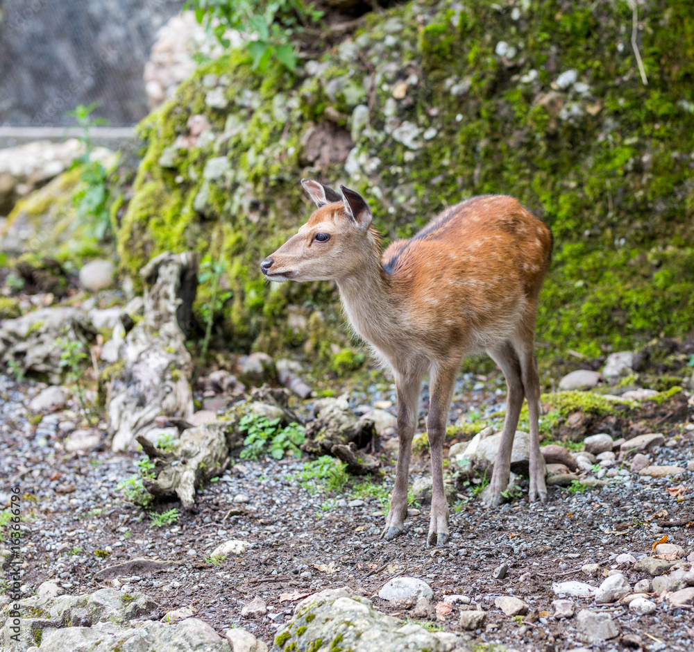 Reh im Wald Reh im Wald