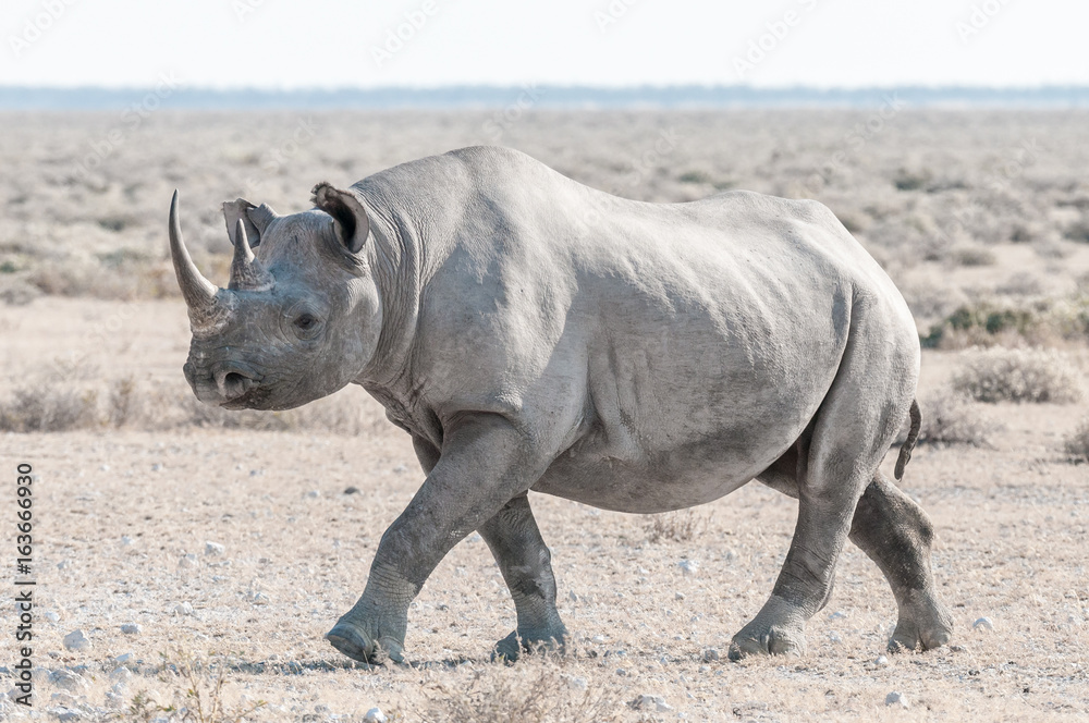 Fototapeta premium Black rhino covered with white calcrete dust, walking