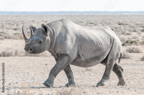 Black rhino covered with white calcrete dust  walking