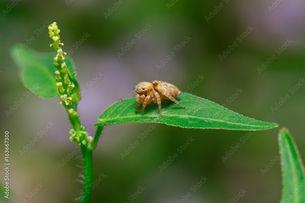 close up macro a little yellow jumping spider stays on green leafs close up macro a little yellow jumping spider stays on green leafs