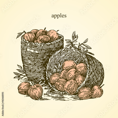 Farm. Harvest. Basket with ripe apples. Vintage style. Vector illustration