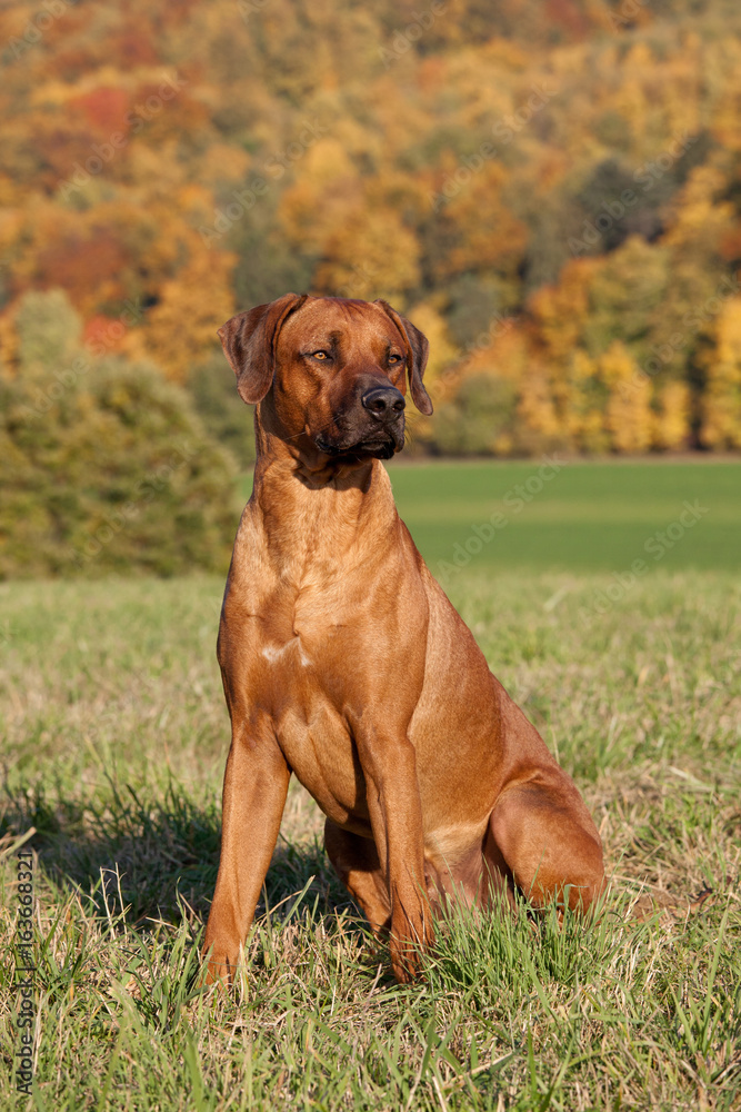 Portrait of nice rhodesian ridgeback