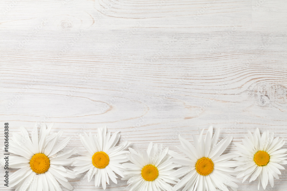 Obraz premium Garden chamomile flowers