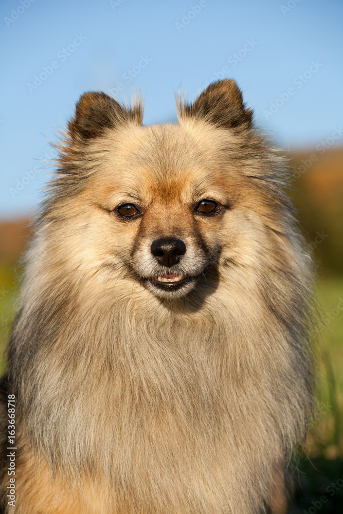 Portrait of nice spitz Portrait of nice spitz