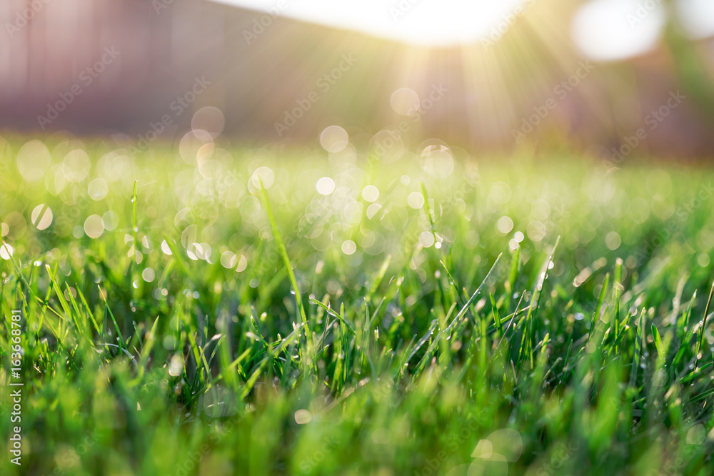 Obraz premium Pole trawy w słoneczny poranek