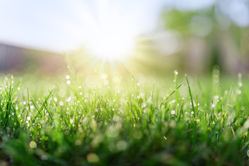 Acrylglasbilder Gras Grasfeld im sonnigen Morgenlicht  © Mariusz Blach