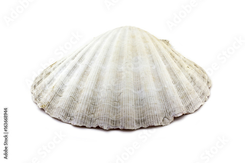 Beautiful sea shell,Chlamys islandicus, isolated on white background For posters, sites, business cards, postcards, interior design, labels and stickers.