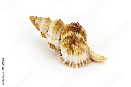 Beautiful sea shell,Nobilis Bursa, isolated on white background photo