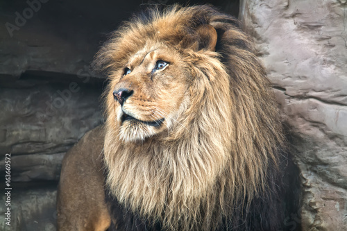 Fototapeta Naklejka Na Ścianę i Meble -  Wild Lion