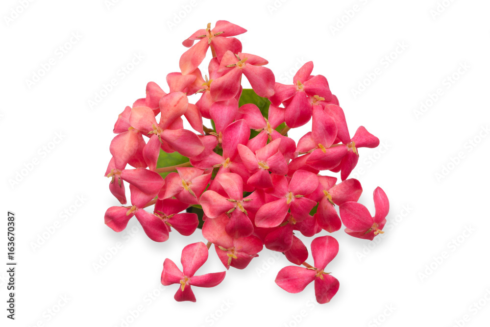 Obraz premium pink Ixora flower isolated on white.