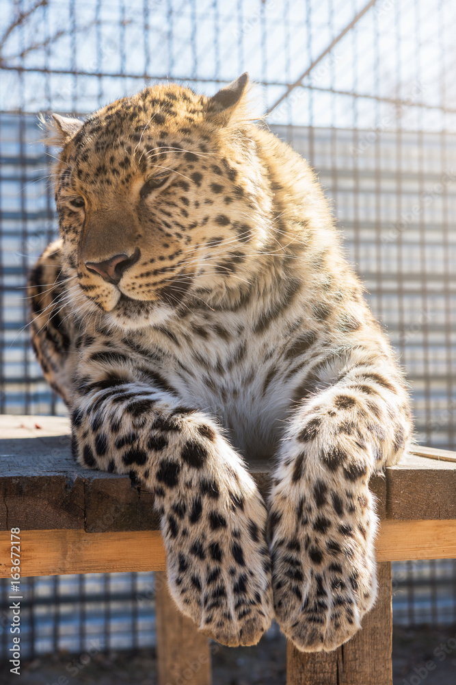 Obraz premium Portrait of the leopard