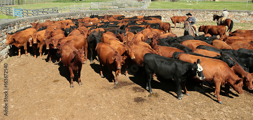 Fazenda de gado photo