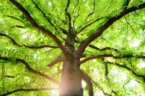 クスノキの巨樹 photo