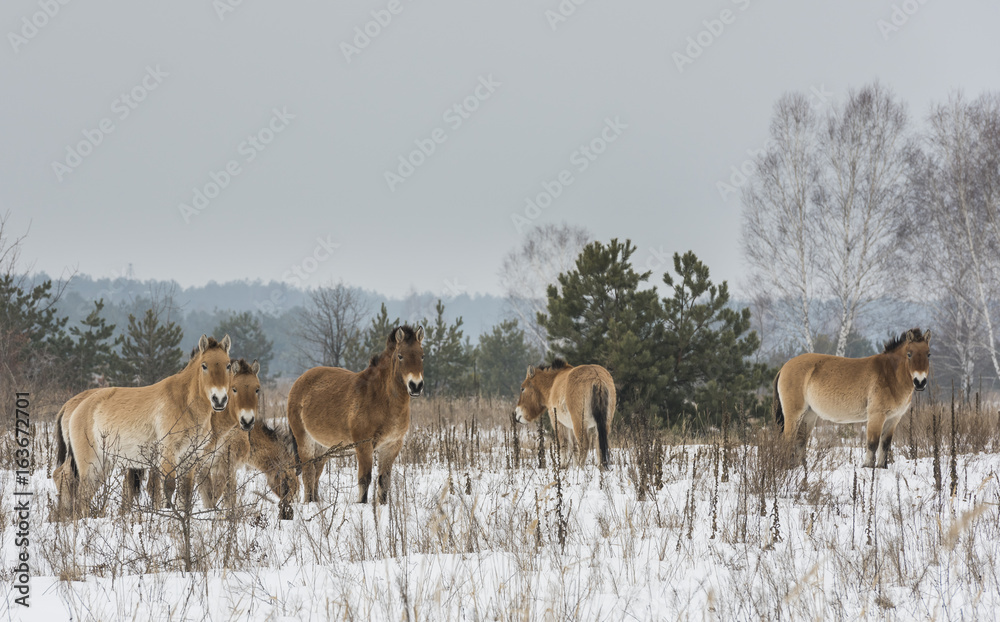 Fototapeta premium Przewalski Horses Chernobyl