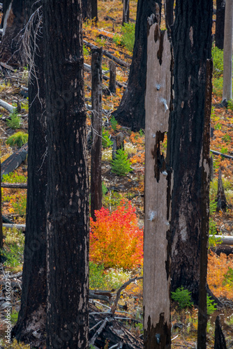 Autumn forest recovering from fire.