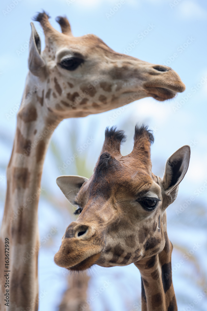 Fototapeta premium giraffe