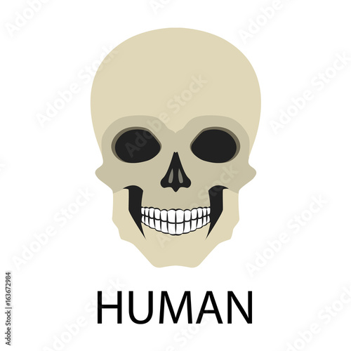 Skulls of animals flat icon set