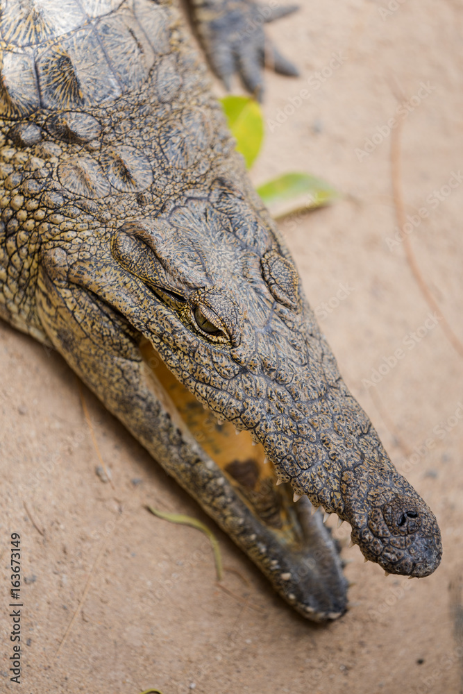 Fototapeta premium crocodile