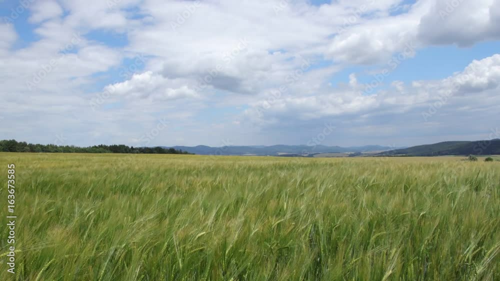Time lapse of barley field at countryside. Young barley plants in the field. Cloudy sky in summer. Time lapse of barley field at countryside. Young barley plants in the field. Cloudy sky in summer.