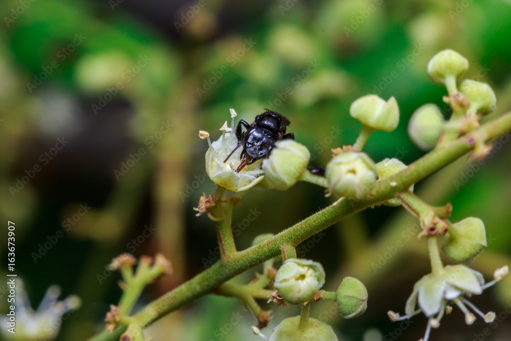 macro close up of a female stingless honey bee on leafs and flowers, a summer and sunny day. macro close up of a female stingless honey bee on leafs and flowers, a summer and sunny day.