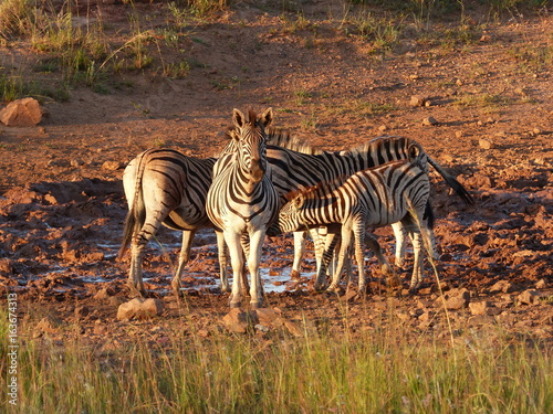 Z  bres en Afrique du sud