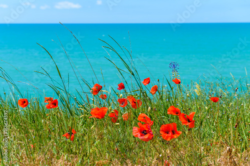 poppies on the background of the sea