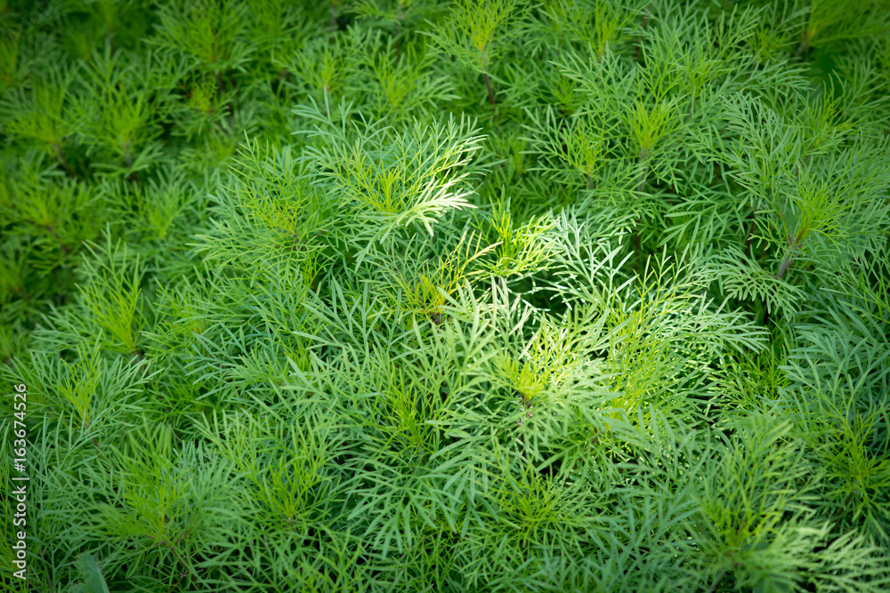 Background of green juicy grass Background of green juicy grass