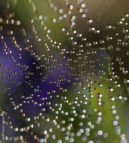 Water Drop on a spider web