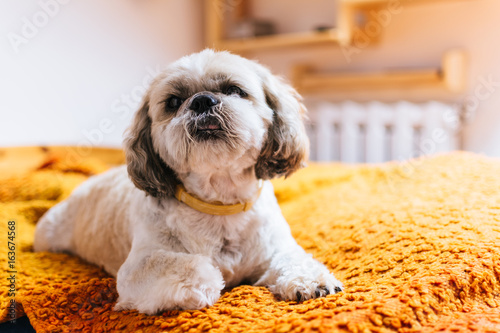 small dog- shih tzu on bed. pet in bedroom