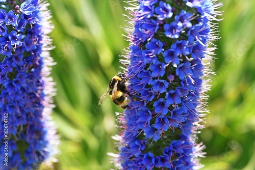 Echium candicans with bee.