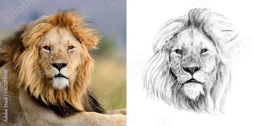 Portrait of lion before and after drawn by hand in pencil