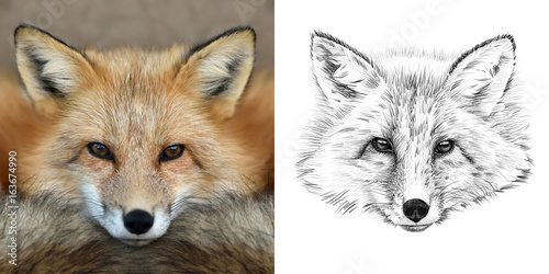 Portrait of fox before and after drawn by hand in pencil © byrdyak