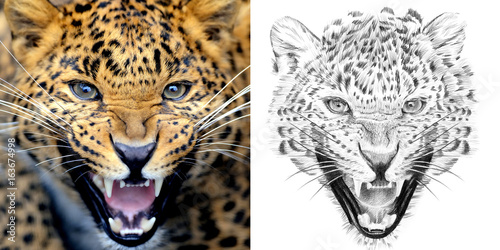 Portrait of leopard before and after drawn by hand in pencil