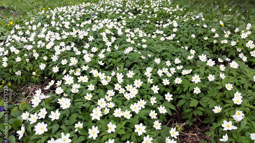 Anemone nemorosa - wood anemone blooms in the spring forest