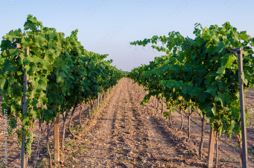 vineyard harvest