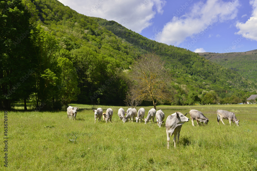 Troupeau de vaches ariégeoises au pré à Sinsat (09310), département de l'Ariège en région Occitanie, Franc	