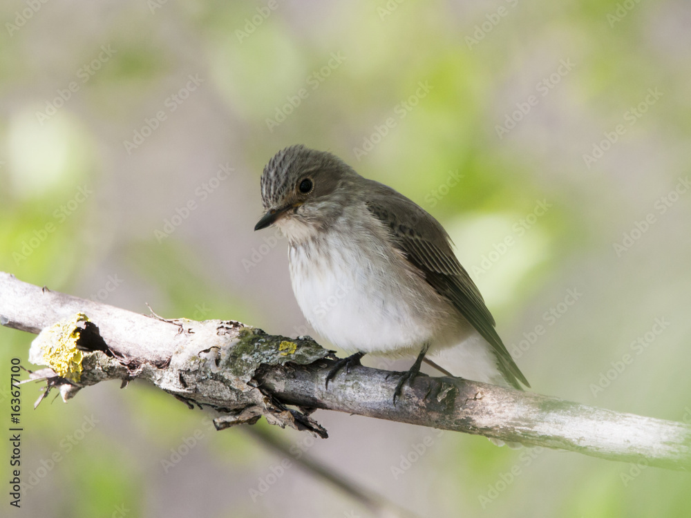 Spotted flycatcher sitting on branch of tree. Cute little brown gray songbird. Bird in wildlife. Spotted flycatcher sitting on branch of tree. Cute little brown gray songbird. Bird in wildlife.