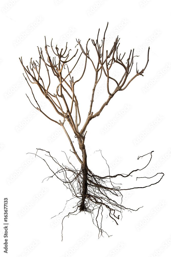 Dry Tree and Bare Root isolated on white background for ecology Dry Tree and Bare Root isolated on white background for ecology