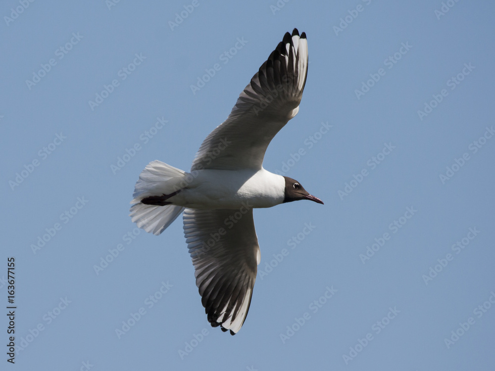 Black-headed gull in fly. Common urban waterbird. Bird in wildlife. Black-headed gull in fly. Common urban waterbird. Bird in wildlife.