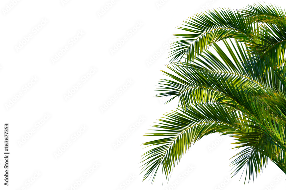 Palmenblätter, palme freigestellt vor weißem hintergrund - obrazy, fototapety, plakaty 