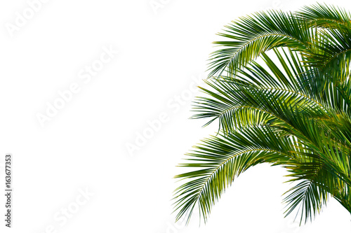Palmenblätter, palme freigestellt vor weißem hintergrund