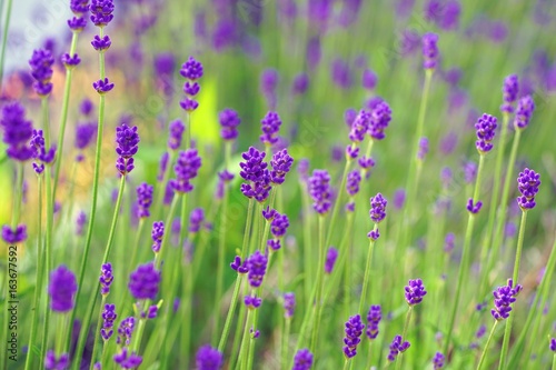 Fragrant purple stems of English lavender flowers