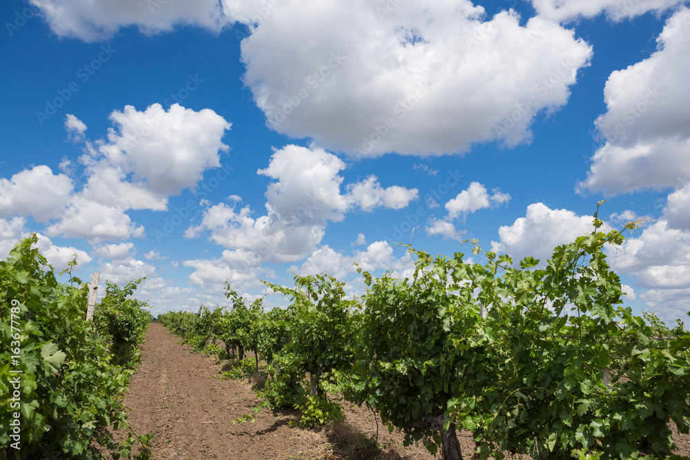 Vineyards, vine, green grapes ripen, beautiful clouds in the blue sky