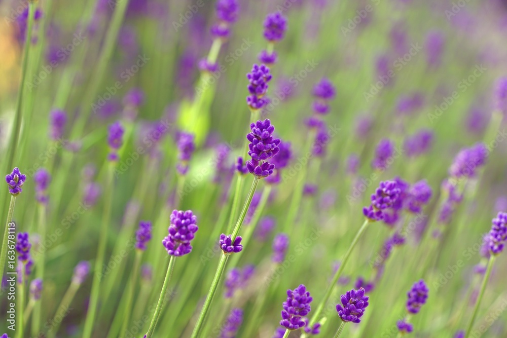 Fragrant purple stems of English lavender flowers Fragrant purple stems of English lavender flowers