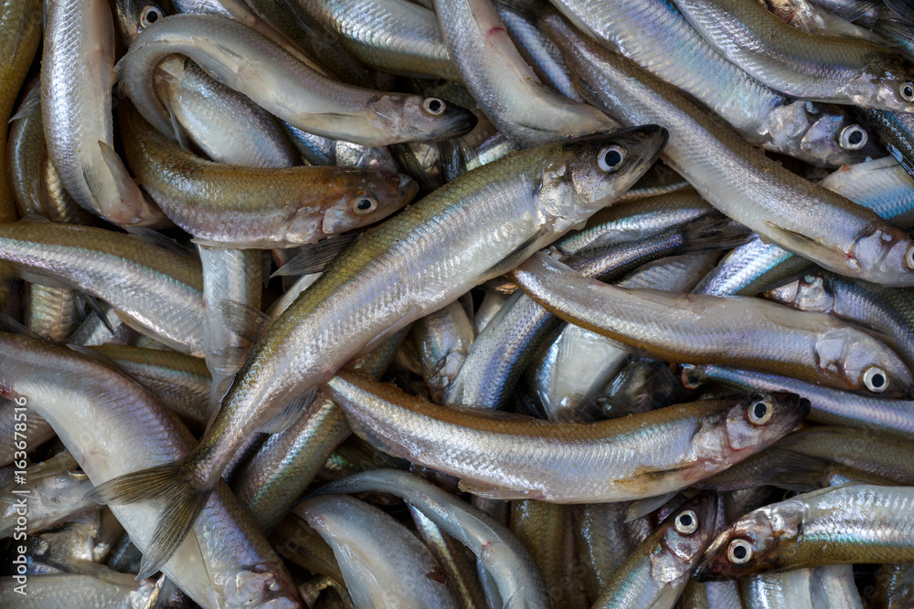 Lots of fresh fish, background Lots of fresh fish, background