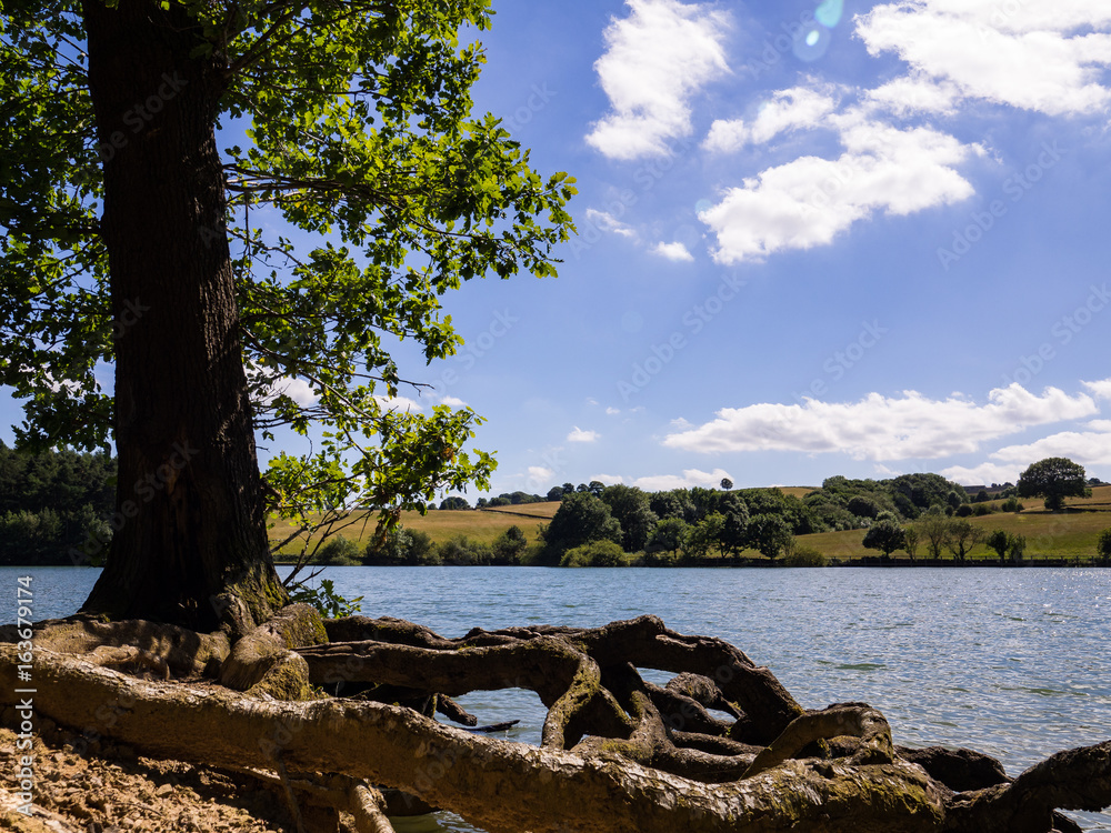 Linacre Reservoir with Tree Roots in Foreground and Blue Sky with White Fluffy Clouds Linacre Reservoir with Tree Roots in Foreground and Blue Sky with White Fluffy Clouds