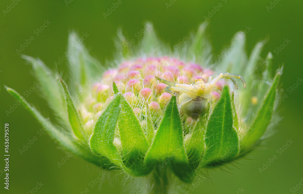 Spider-sidearm on a flower. Knautia flower. Hides and waits for prey Spider-sidearm on a flower. Knautia flower. Hides and waits for prey