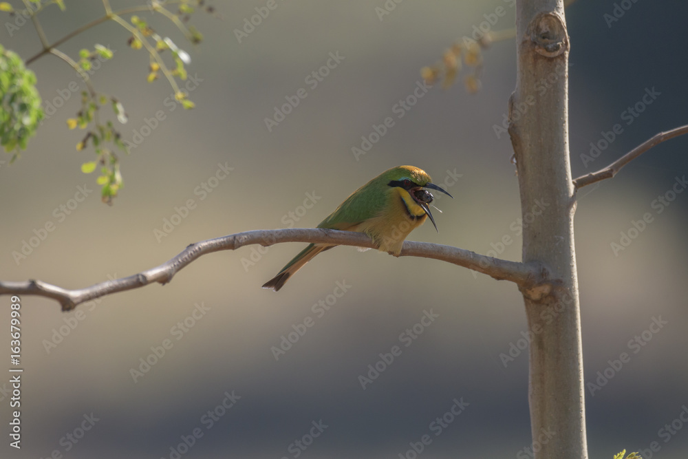 Obraz premium Little Bee-eater Vomiting