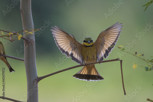 Little Bee-eater landing
